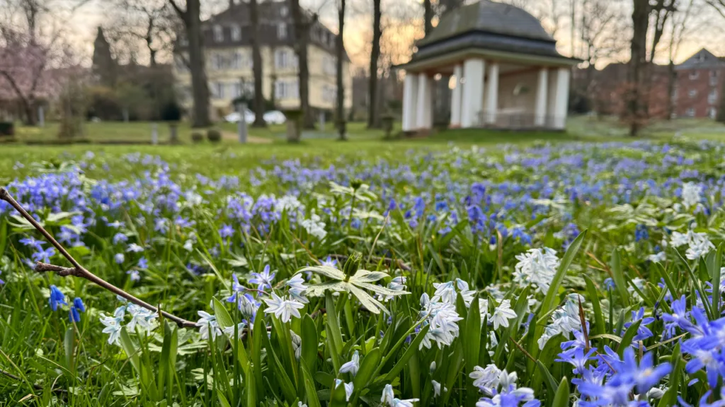 Frühlingsblumen im Kurpark Bad Nenndorf für Landesgartenschau 2026 Gartenideen