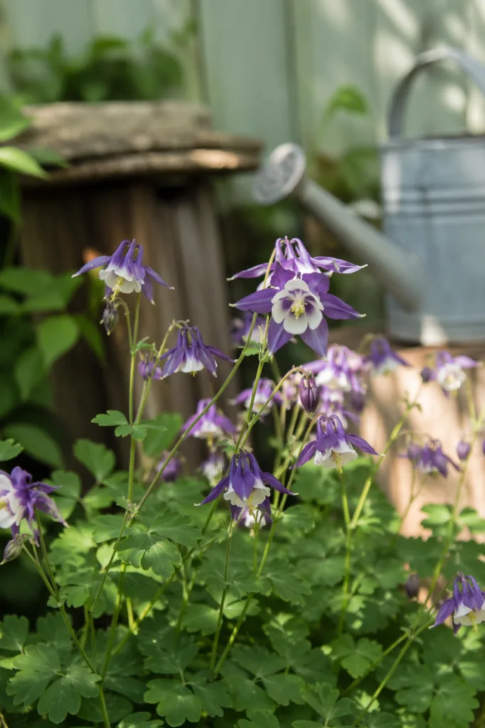 Akelei Blume im Garten im Mai mit natürlicher Leichtigkeit und weichem Hintergrund