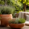 Gartendeko mit Terrakotta auf Holzterrasse mit Lavendel und mediterranen Pflanzen im Garten.