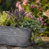 Zinkwanne Deko im Garten mit Lavendel, Margeriten und Efeu als dekorativer Blickfang auf der Terrasse.