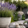 Gartendeko im Reihenhausgarten im Mai mit Lavendel Kübel und Sitzecke auf Terrasse