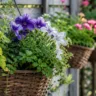 Gartenzaun Deko im Mai mit hängenden Pflanzkörben und blühenden Petunien am Holzzaun