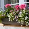 Blumenkasten bepflanzen im Juni mit Geranien und Sommerblumen am Fensterbrett.