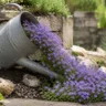 Gartendeko mit alter Gießkanne und Blumenfluss als dekorativer Blickfang im Gartenbeet.