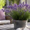 Gartendeko mit Lavendel im Pflanzkübel auf Terrasse mit gemütlicher Sitzgruppe im Hintergrund.