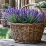 Gartendeko mit alten Körben und Lavendel als natürlicher Blickfang im Garten auf einer Terrasse.