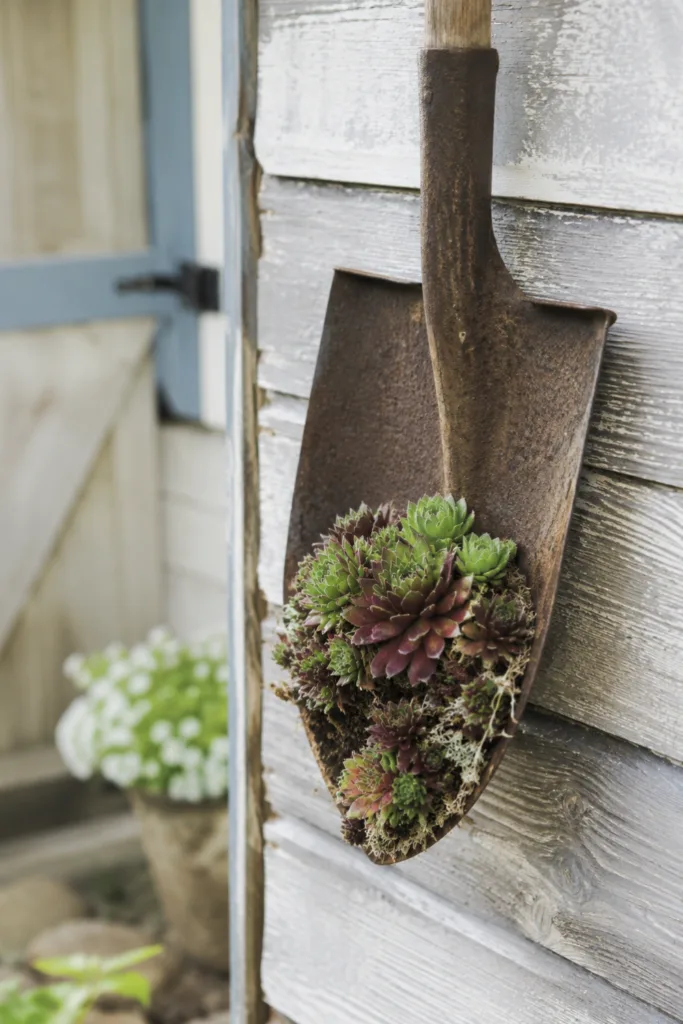 Gartendeko mit alten Werkzeugen – 5 schöne Ideen für mehr Persönlichkeit im Garten Gartendeko mit altem Spaten als Pflanzenträger an Holzwand mit Hauswurz und rustikaler Gartenwirkung.