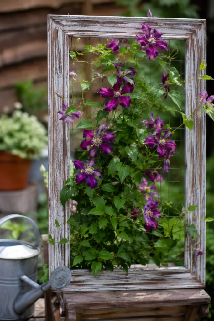 Gartendeko mit alten Bilderrahmen als Rankhilfe für Clematis im naturnahen Garten.