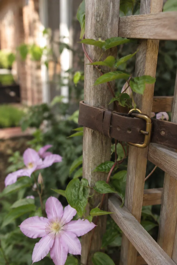 Rankhilfen und Pflanzenstützen kreativ verbinden mit altem Gürtel an Holzrankgitter im Garten.