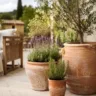 Terrassendeko mit Tontöpfen, Lavendel und Olivenbaum auf einer sonnigen, mediterranen Terrasse.