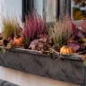 Herbstdeko für den Blumenkasten mit Heide, Gräsern, Kürbissen und roten Blättern am Fenster.