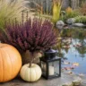 Herbstdeko für den Teich mit Kürbissen, Heide, Laterne und Gräsern am herbstlichen Gartenteich.