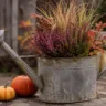 Herbstdeko im Garten mit alter Gießkanne, Heidekraut, Ziergras und Kürbissen auf rustikalem Gartentisch.