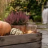 Herbstdeko mit Holz im Garten mit Holzkiste, Kürbissen, Heide und Laterne auf der Terrasse