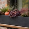 Moderne Herbstdeko für den Blumenkasten mit Heide, Ziergras, Purpurglöckchen und kleinem Kürbis.