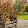 Selbst gemachte Herbstdeko für den Garten mit Holzbox, Ziergräsern, Hortensien, Zapfen und kleinem Kürbis.