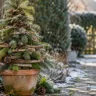 Selbst gemachter Weihnachtsbaum aus Ästen, Tannengrün und Zapfen in einem alten Terrakottatopf im Wintergarten.