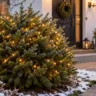 Weihnachtsdeko im Vorgarten mit immergrünem Strauch und warmweißer Lichterkette vor dem Hauseingang.